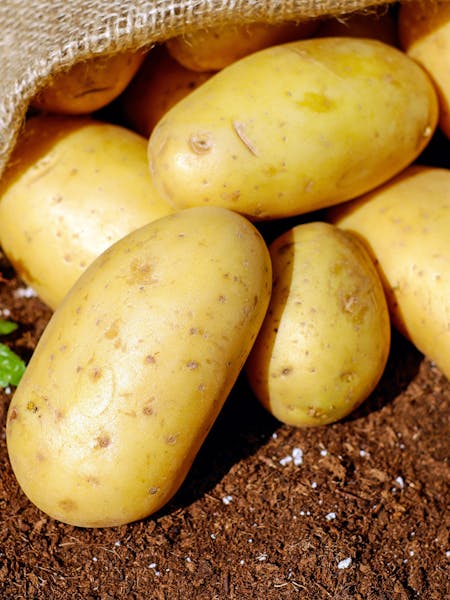 potatoes-vegetables-erdfrucht-bio-144248-1
